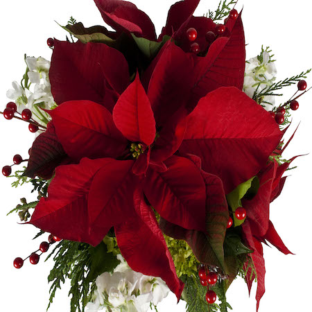 Poinsettia, the Christmas Flower - Sharon Lathan, Novelist